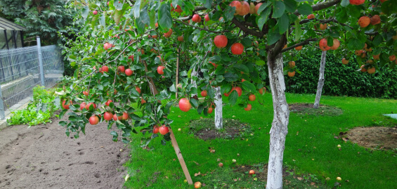 Obstbaum